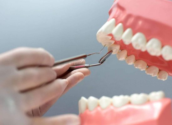 nurse practicing layout jaw with teeth scaled